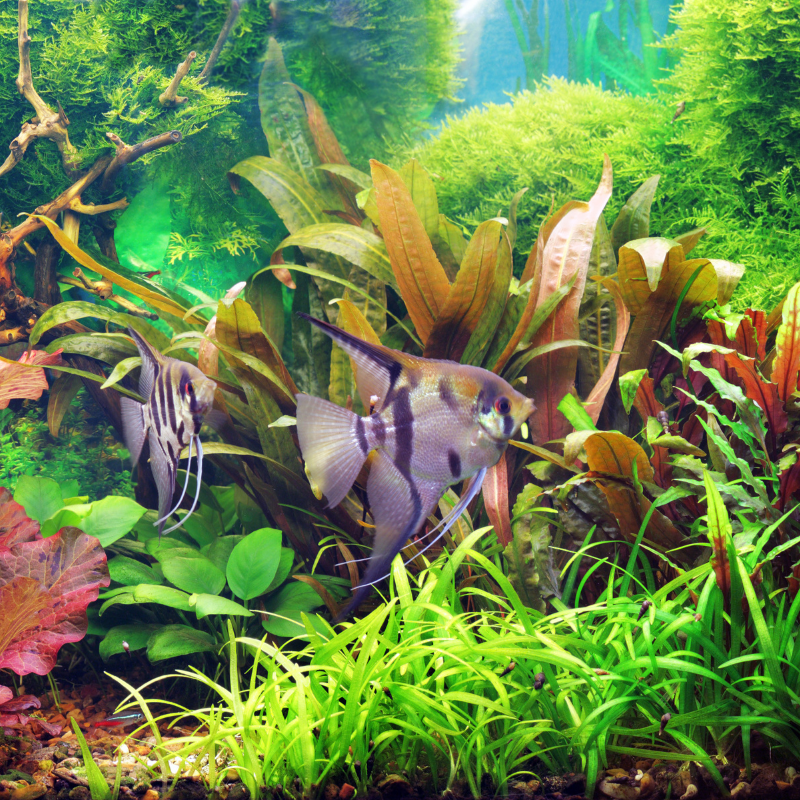 Fish
