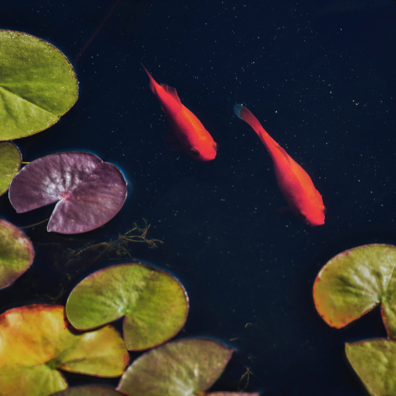 Ponds And Pond Products