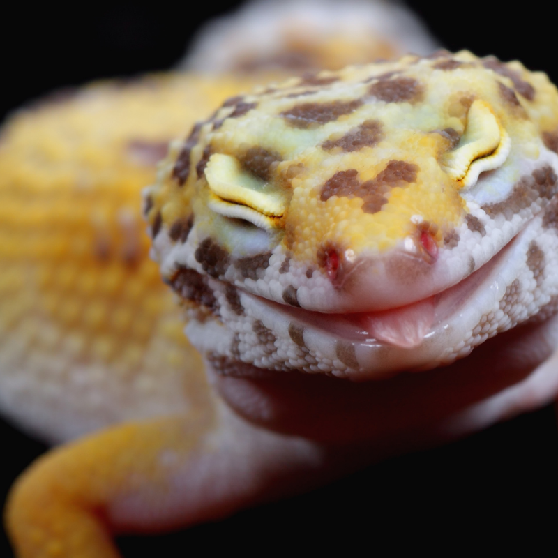 Reptile Products