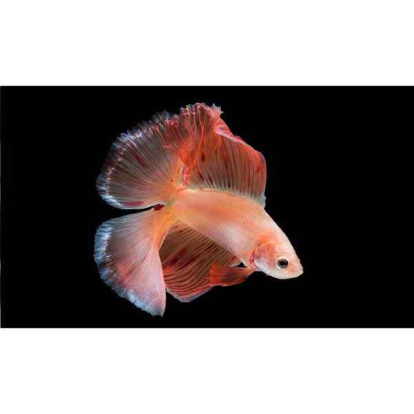 Male Doubletail Betta