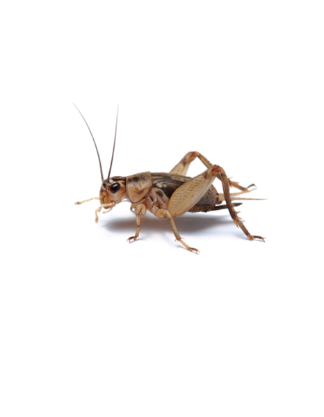 Crickets Live