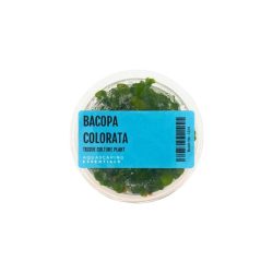 Tissue Culture - Bacopa Colorata
