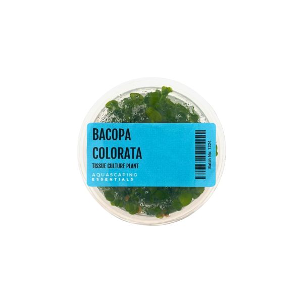 Tissue Culture - Bacopa Colorata