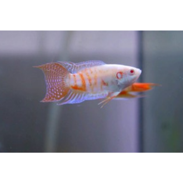 Albino Paradise Fish