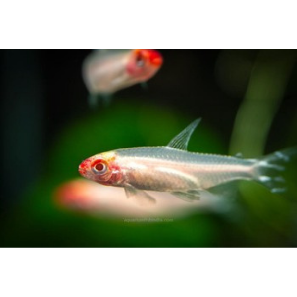 Albino Rummynose Tetra