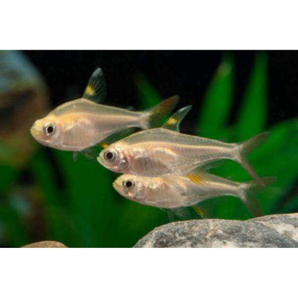 Albino/Gold X Ray (Pristella) Tetra