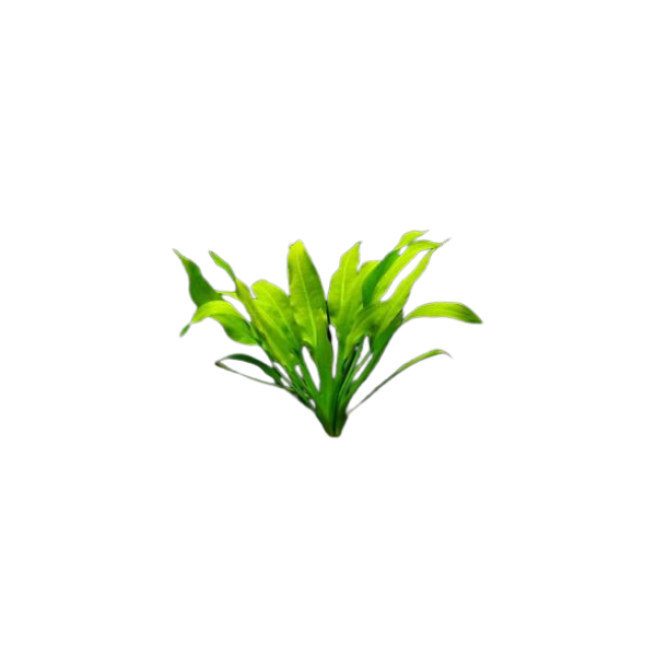 Amazon Sword Live Plant