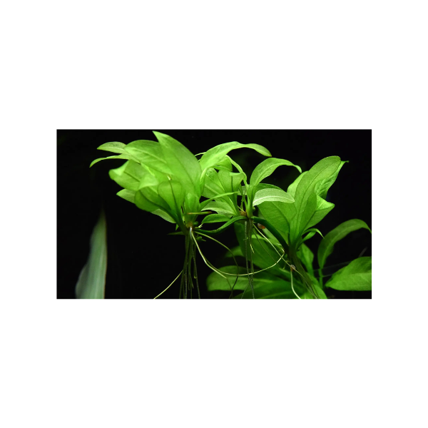 Amazon Sword Live Plant - Image 3