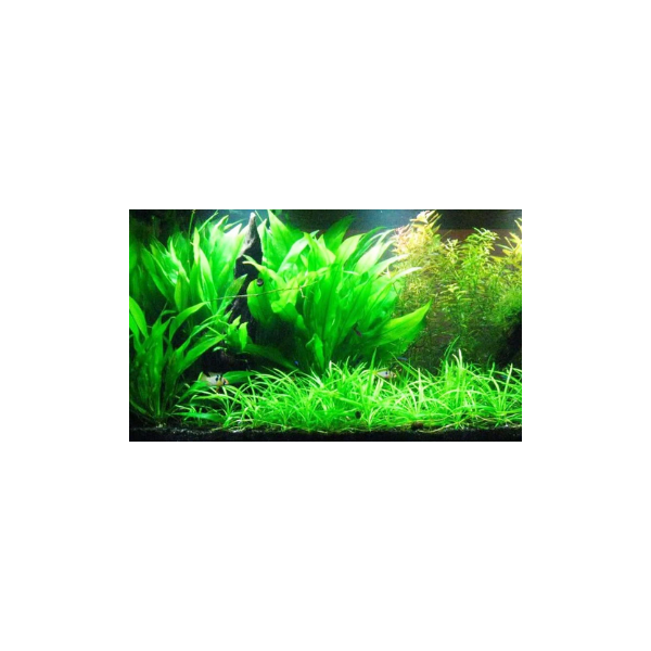 Amazon Sword Live Plant - Image 2