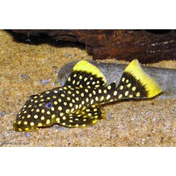 Big Spot Queen Nugget Pleco