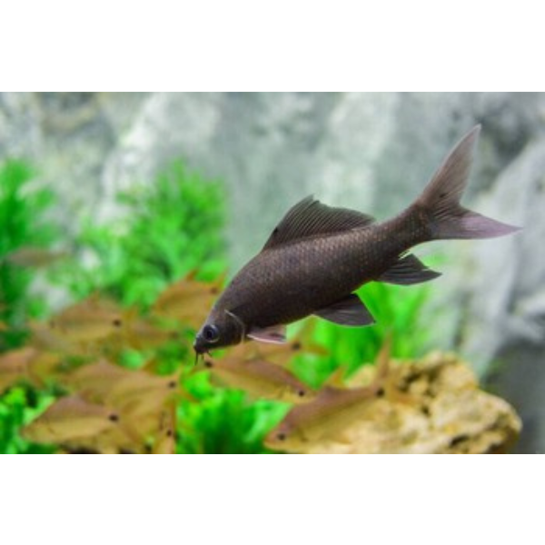 Black Shark