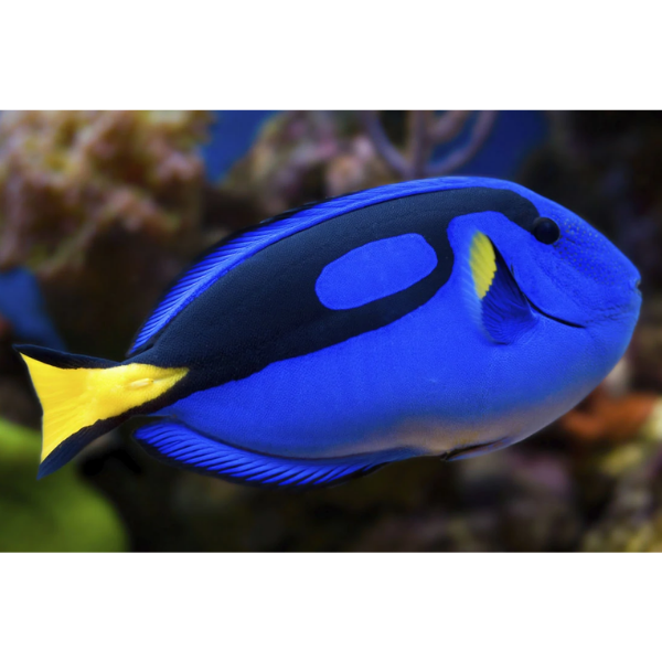 Blue Tang