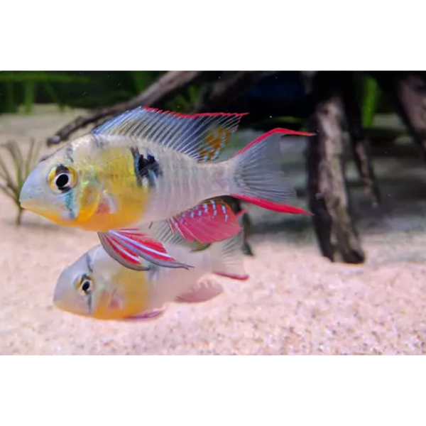 Bolivian Ram Dwarf Cichlid