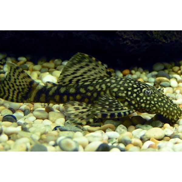 Bristlenose Brown Medium
