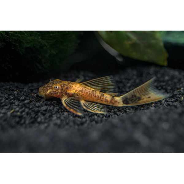 Bristlenose Calico