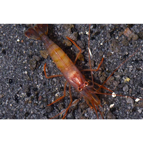 Caribbean Peppermint Shrimp