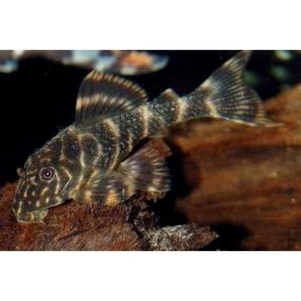 Clown Pleco
