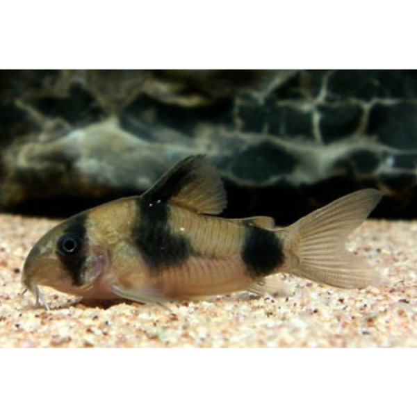 Hoplisoma ('Corydoras') Weitzmani
