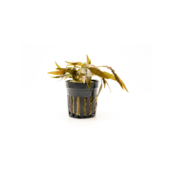 Crypt Axelrodi Live Plant
