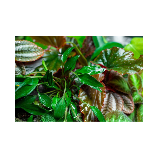 Crypt Undulata Live Plant - Image 2