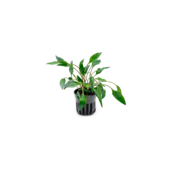 Crypt Undulata Live Plant