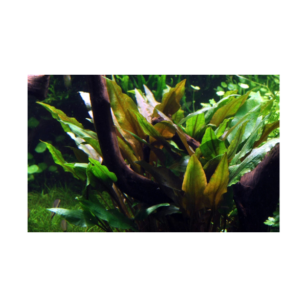 Crypt Undulata Live Plant - Image 3