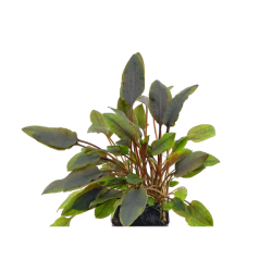 Crypt Walkeri Live Plant