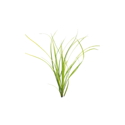 Cyperus Live Plant