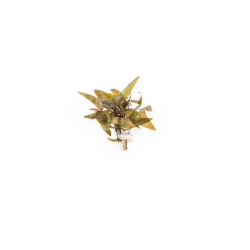 Dwarf Aquarium Lily