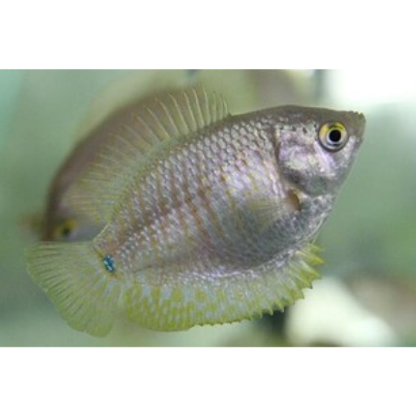 Dwarf Gourami Female