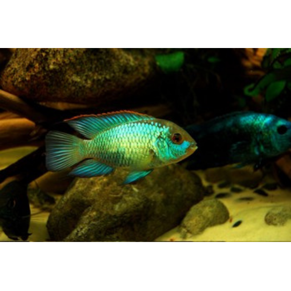 Electric Blue Acara Cichlid