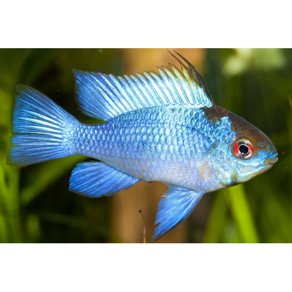 Electric Blue Ram Dwarf Cichlid