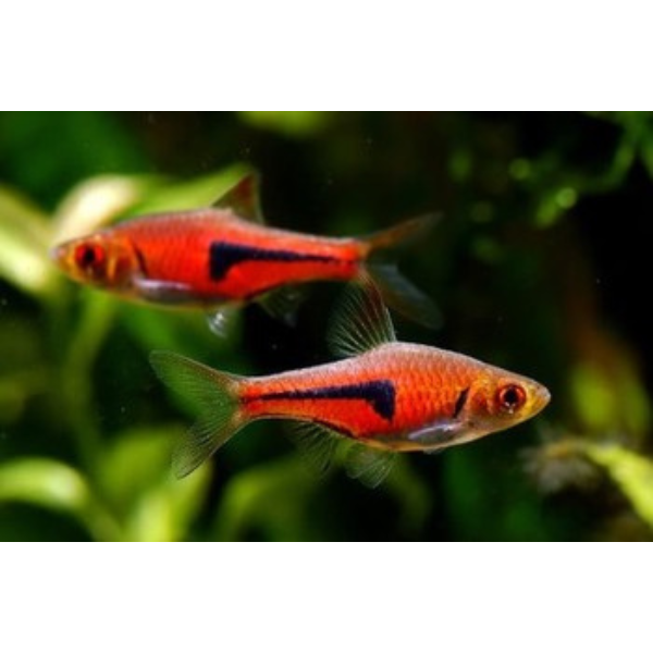 Lambchop Rasbora