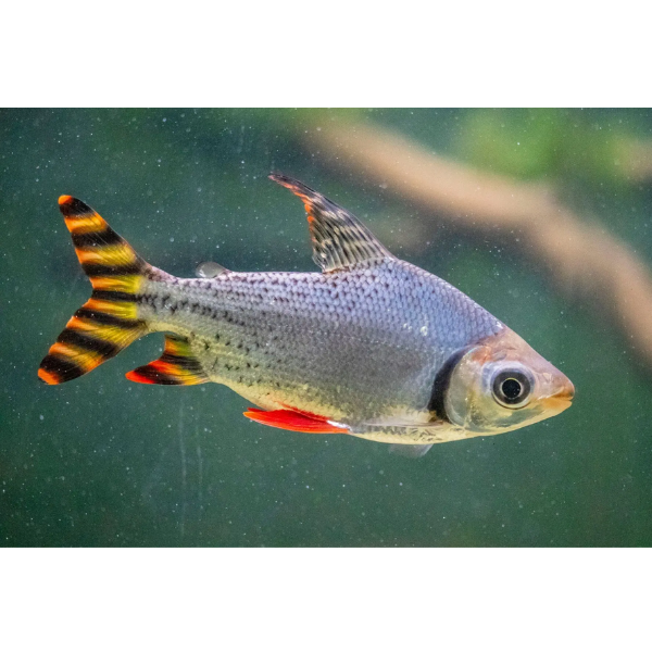 Flagtail Prochilodus