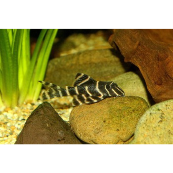 Flash Pleco