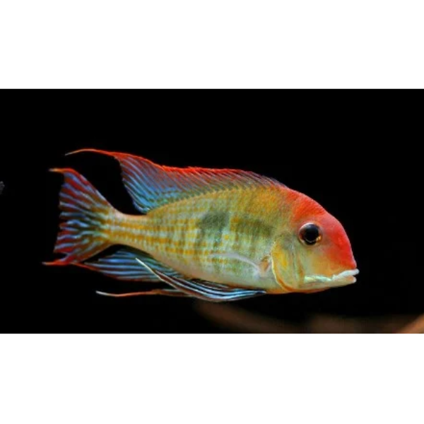 Geophagus Red Head Tapajos