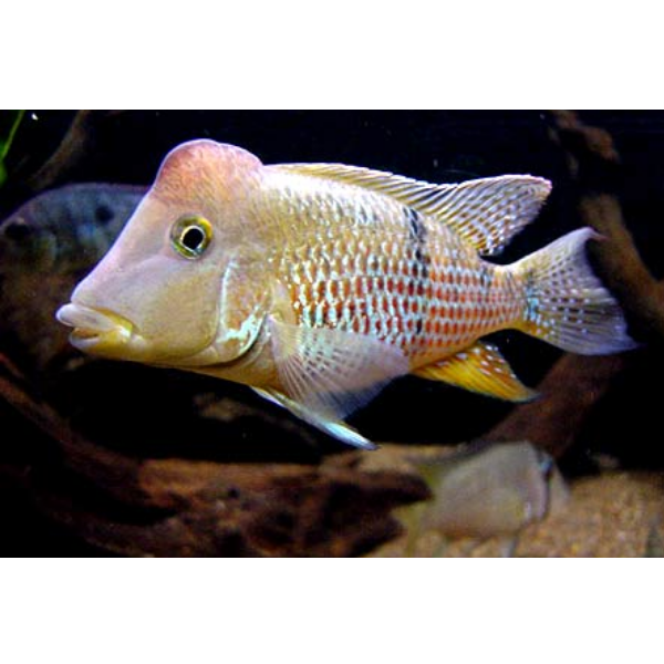 Geophagus Red Hump/Hondae