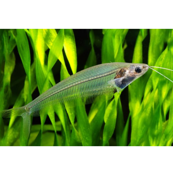 Glass Catfish