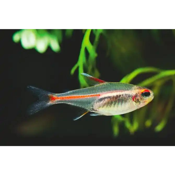 Glowlight Tetra