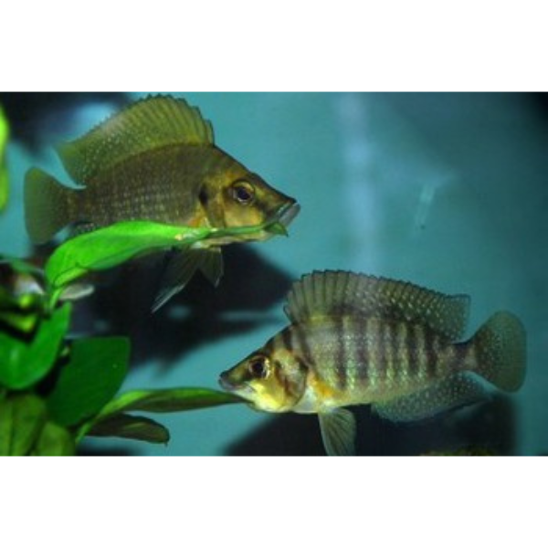 Gold Head Altolamprologus Compressiceps Rift Lake Cichlids