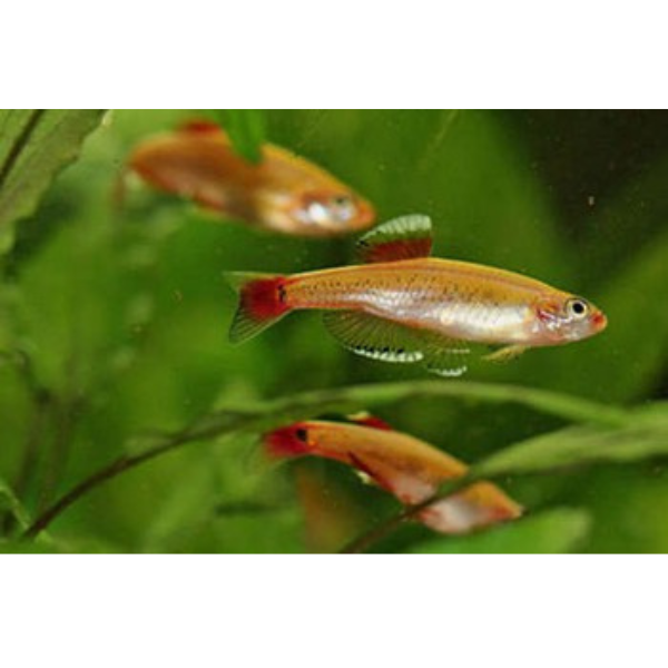 Gold White Cloud Mountain Minnow