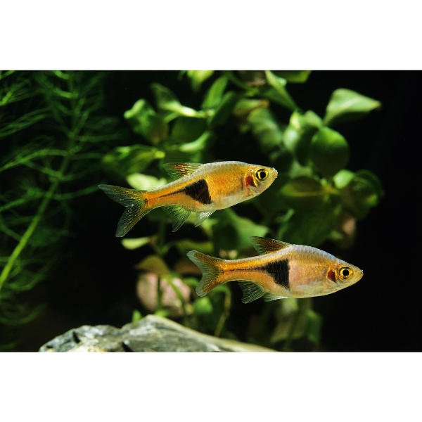 Harlequin Rasbora