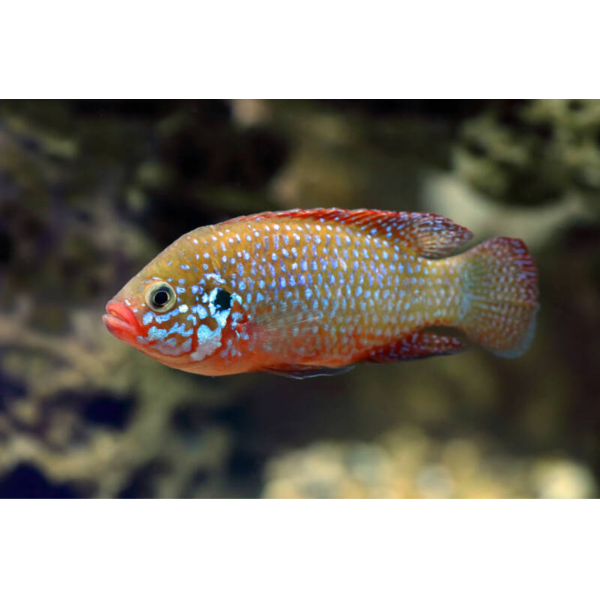 Jewel Cichlid