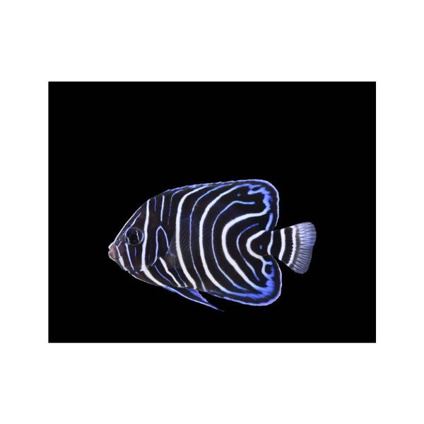 Koran Angelfish
