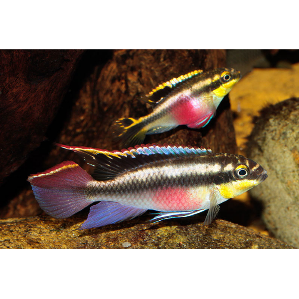 Kribensis Dwarf Cichlid