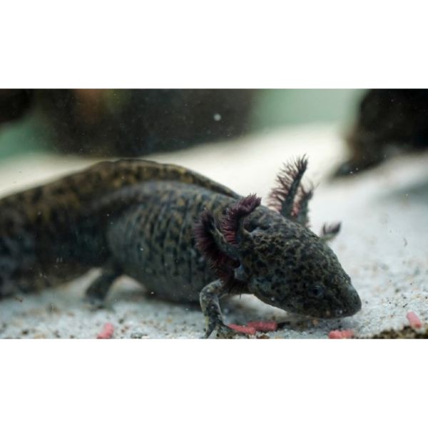 Black/Wild Axolotl Medium