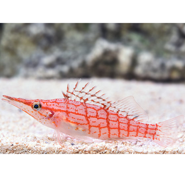 Longnose Hawkfish