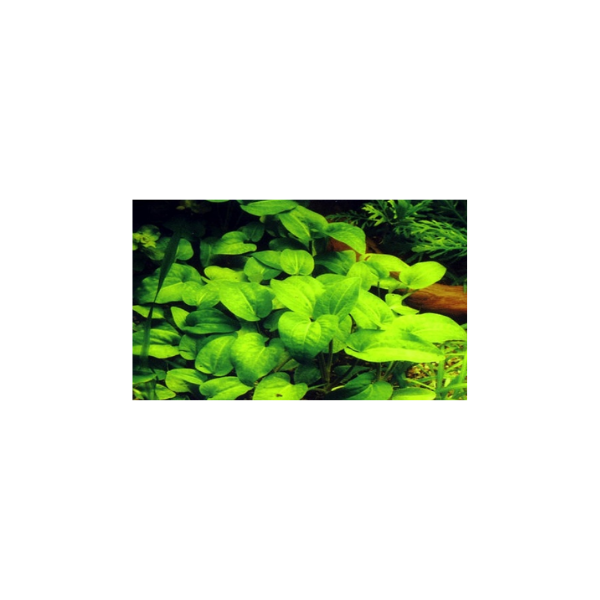 Mouse Ears Live Plant - Image 2