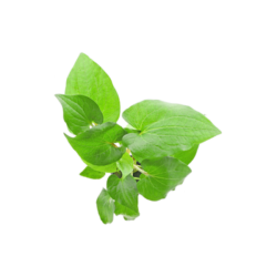 Mouse Ears Live Plant