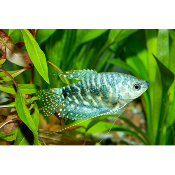 Opaline Gourami